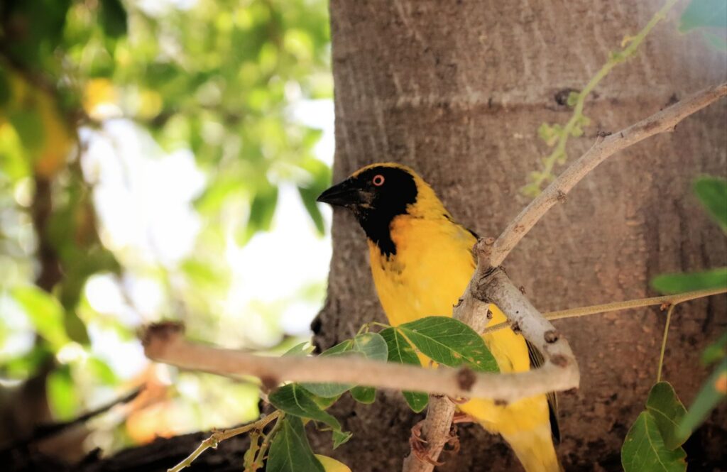 Un tisserin gendarme mâle, appelé bellier à La Réunion, au plumage jaune vif et à la tête noire, perché sur une branche d'arbre au milieu d'un feuillage verdoyant à Saint-Paul. Photographie réalisée par Clémenceau Lauret, placée sous licence CC BY-SA 4.0.