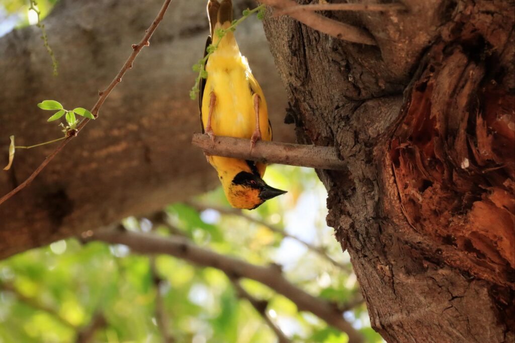 Un bellier ou tisserin gendarme suspendu la tête en bas sur une branche d'arbre près du tronc dans la végétation de Saint-Paul, montrant son ventre jaune éclatant et son plumage caractéristique. Photographie réalisée par Clémenceau Lauret, placée sous licence CC BY-SA 4.0.